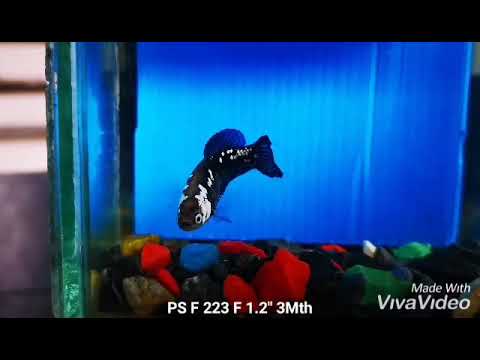 Live Betta Fish Super Black Mamba, Samurai Plakat Our Choice (CBG-028) R7B03