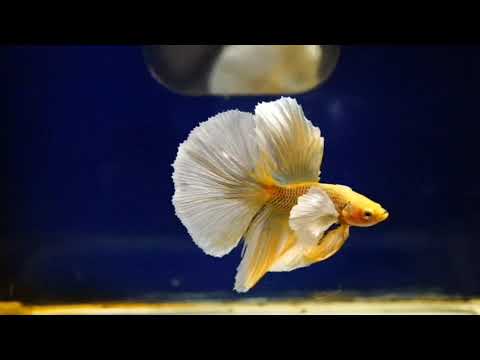 Male Betta Pineapple Dumbo Halfmoon Light Tone Our Choice (CBM-1096)