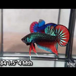 Green Imbellis Red Tail Male Wild Betta Our Choice (CBM-1064)