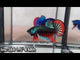 Green Imbellis Red Tail Male Wild Betta Our Choice (CBM-1064)