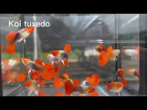  Koi Tuxedo Guppy