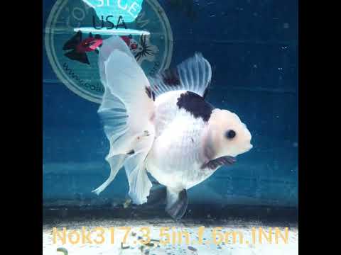 HERE(NOK-317A) Thai Panda Orchid Tail Oranda 3.50 inch Body Female 6 Months Age |PREORDER