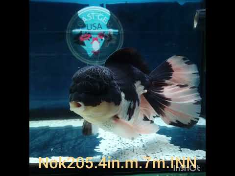 H(NOK-205) Thai Panda Orchid Tail Oranda 4.00 inch Body Male 7 Months Age