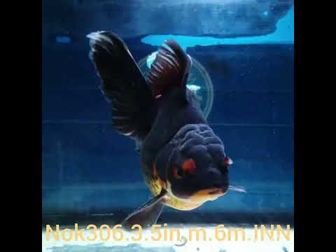 (NOK-306A) Thai Apache Orchid Tail Oranda 3.50 inch Body Male 6 Months Age |PREORDER