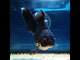 (NOK-306A) Thai Apache Orchid Tail Oranda 3.50 inch Body Male 6 Months Age |PREORDER