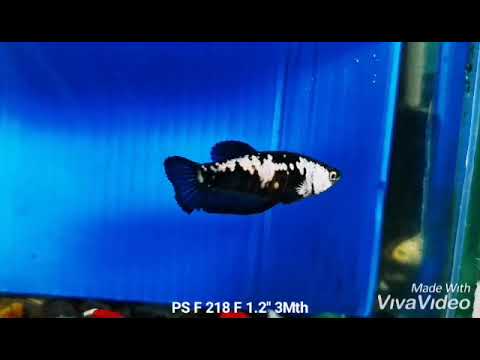 Live Betta Fish Super Black Mamba, Samurai Plakat Our Choice (CBG-028) R7B03