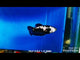 Live Betta Fish Super Black Mamba, Samurai Plakat Our Choice (CBG-028) R7B03