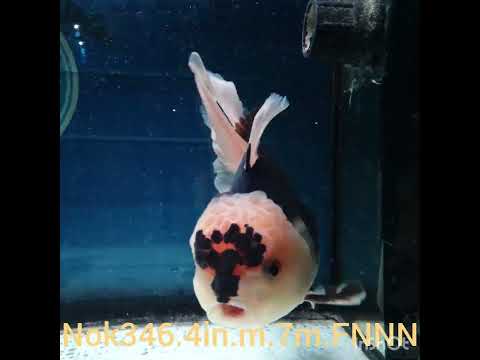 (NOK-346A) Thai Panda Orchid Tail Oranda 4.00 inch Body Male 7 Months Age |PREORDER
