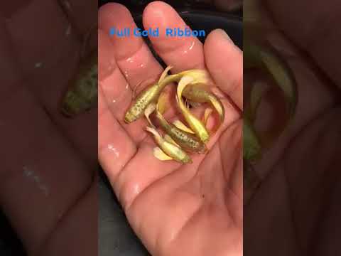 Full Gold Ribbon Guppy