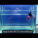 Super Black Plakat Male betta Our Choice (CBM-1033)