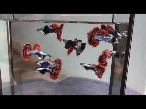 Live Fancy Guppy Fish Premium Quality Red Mosaic Jumbo Dumbo Ear XL (CGP-026)