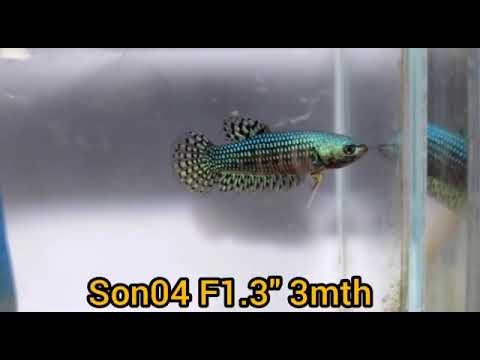 Wild Betta Green alien Female