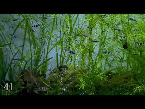 Live Tropical Freshwater Clown Killifish / Rocket Killifish (Epiplatys annulatus)