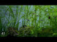 Live Tropical Freshwater Clown Killifish / Rocket Killifish (Epiplatys annulatus)