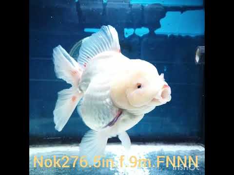HERE(NOK-276A) Thai Jumbo White Orchid Tail Oranda 5.00 inch Body Female 9 Months Age |PREORDER