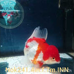 (NOK-241) Thai Red/White Orchid Tail Oranda 4.00 inch Body Female 7 Months Age