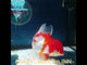 (NOK-241) Thai Red/White Orchid Tail Oranda 4.00 inch Body Female 7 Months Age