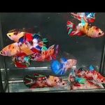 Nemo Koi Female 