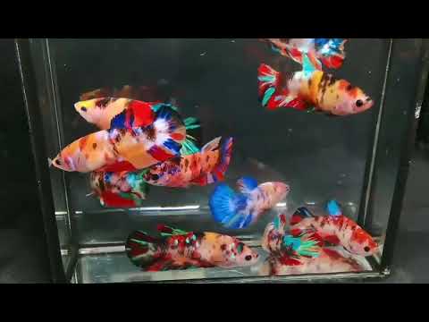 Nemo Koi Female 