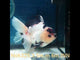 (NOK-325A) Thai Panda Orchid Tail Oranda 3.50 inch Body Male 6 Months Age |PREORDER