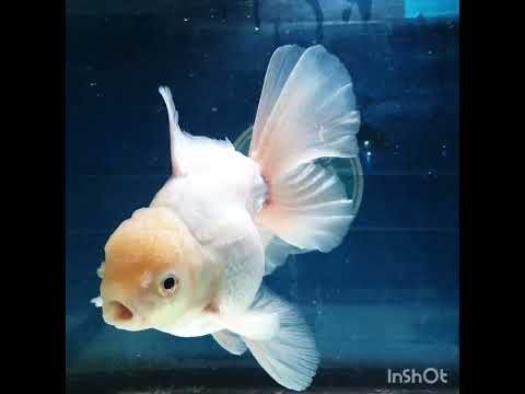 (NOK-347A) Thai White Orchid Tail Oranda 4.00 inch Body Male 7 Months Age |PREORDER