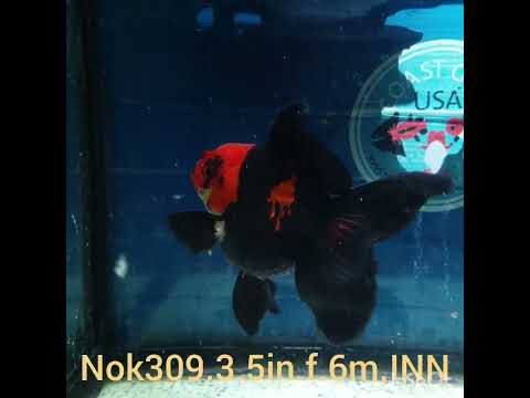 (NOK-309A) Thai Apache Orchid Tail Oranda 3.50 inch Body Female 6 Months Age |PREORDER