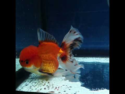 HERE(NOK-219) Thai Apache Orchid Tail Oranda 3.50 inch Body Male 6 Months Age