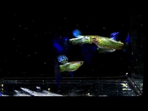 Snake Skin/Galaxy Big Black Tail guppy