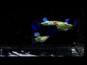  Snake Skin/Galaxy Big Black Tail guppy