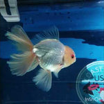 (NOK-210) Thai White Orchid Tail Oranda 3.50 inch Body Male 6 Months Age
