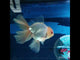 (NOK-210) Thai White Orchid Tail Oranda 3.50 inch Body Male 6 Months Age