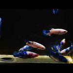 Female Live Betta Blue Rim/Marble Plakat Our Choice (CBG-017) R7A07