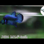 Blue Alien Male Wild Betta Our Choice (CBM-1048)