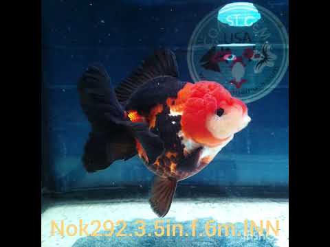 (NOK-292A) Thai Apache Medium Tail Oranda 3.50 inch Body Female 6 Months Age |PREORDER