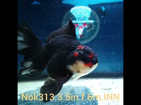 (NOK-313A) Thai Tri Color Orchid Tail Oranda 3.50 inch Body Female 6 Months Age |PREORDER