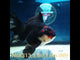 (NOK-313A) Thai Tri Color Orchid Tail Oranda 3.50 inch Body Female 6 Months Age |PREORDER
