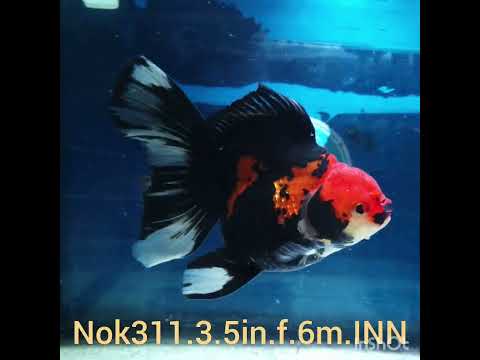 (NOK-311A) Thai Apache Orchid Tail Oranda 3.50 inch Body Female 6 Months Age |PREORDER