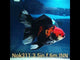(NOK-311A) Thai Apache Orchid Tail Oranda 3.50 inch Body Female 6 Months Age |PREORDER