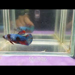 Live Aquarium Betta Fish Black Galaxy Koi Plakat Our Choice (CBG-016) R7A06
