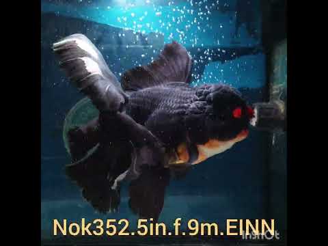 (NOK-352A) Thai Jumbo Apache Orchid Tail Oranda 5.00 inch Body Female 9 Months Age |PREORDER