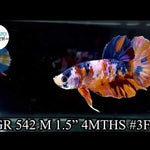 NEMO GALAXY/KOI GALAXY/KOI METALLIC PLAKAT MALE BETTA Our Choice (CBM-1086)