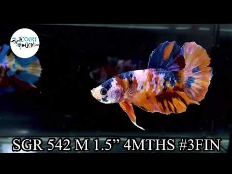 NEMO GALAXY/KOI GALAXY/KOI METALLIC PLAKAT MALE BETTA Our Choice (CBM-1086)