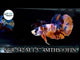 NEMO GALAXY/KOI GALAXY/KOI METALLIC PLAKAT MALE BETTA Our Choice (CBM-1086)