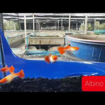 Albino Red Koi Guppy