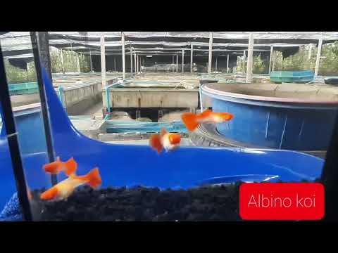 Albino Red Koi Guppy