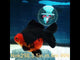 (NOK-298A) Thai Apache Orchid Tail Oranda 3.50 inch Body Male 6 Months Age |PREORDER