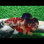 Premium Giant Koi Plakat Male Betta (CBM-1115) Our Choice