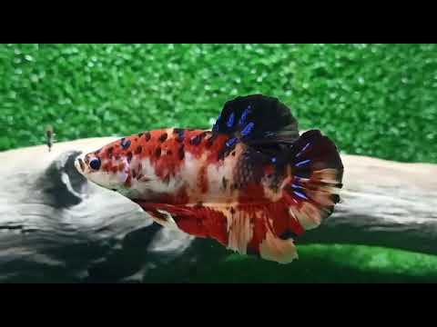 Premium Giant Koi Plakat Male Betta (CBM-1115) Our Choice