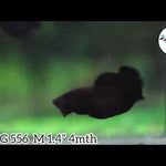Super Black Plakat Male betta Our Choice (CBM-1033)