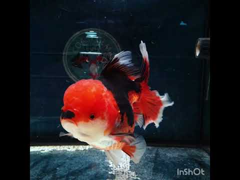 H(NOK-181) Thai Jumbo Tri Color Orchid Tail Oranda 4.50 inch Body Female 8 Months Age